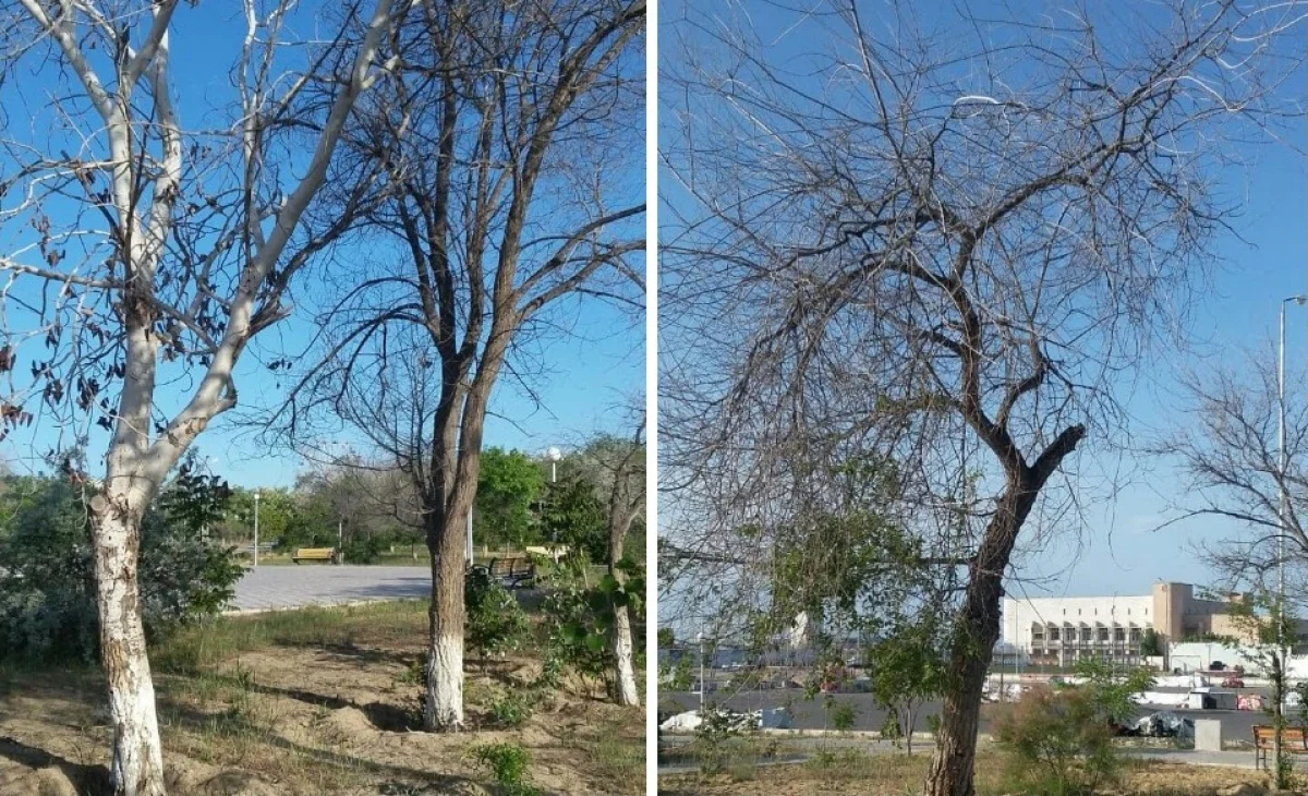 Деревья в парке Актау превратились в сухостой