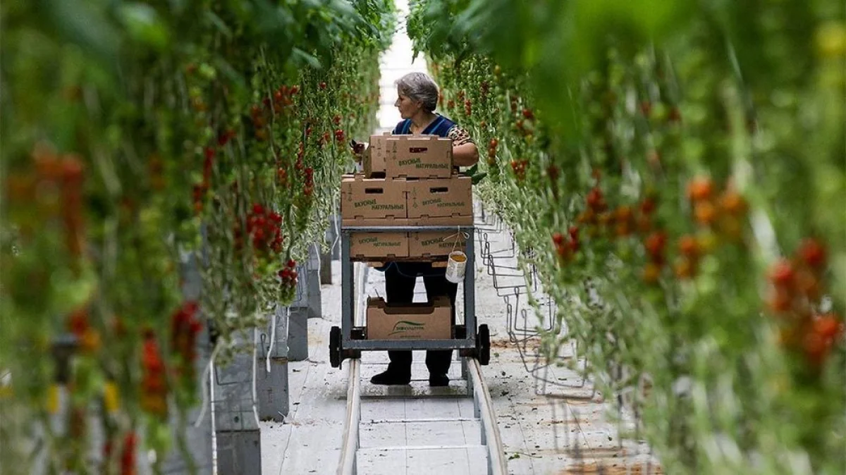 Фото из открытых источников||news_pic_more|<!--TBegin--><a href="https://www.lada.kz/uploads/posts/2021-05/1621574029_0ce6887b-26d4-4e85-8208-6aa1eb28a400.jpg" onclick="return hs.expand(this)" ><img align="left" src="https://www.lada.kz/uploads/posts/2021-05/thumbs/1621574029_0ce6887b-26d4-4e85-8208-6aa1eb28a400.jpg" alt='Школьная теплица села Отес стала лучшей в регионе' title='Школьная теплица села Отес стала лучшей в регионе'  /></a><!--TEnd--><br /><!--TBegin--><a href="https://www.lada.kz/uploads/posts/2021-05/1621574003_6c7e36b1-7d25-45a4-8ea2-e5ea5dcc6ce0.jpg" onclick="return hs.expand(this)" ><img align="left" src="https://www.lada.kz/uploads/posts/2021-05/thumbs/1621574003_6c7e36b1-7d25-45a4-8ea2-e5ea5dcc6ce0.jpg" alt='Школьная теплица села Отес стала лучшей в регионе' title='Школьная теплица села Отес стала лучшей в регионе'  /></a><!--TEnd--><br /><!--TBegin--><a href="https://www.lada.kz/uploads/posts/2021-05/1621574084_6da07fed-a8a8-49c4-8768-9a07ad77e790.jpg" onclick="return hs.expand(this)" ><img align="left" src="https://www.lada.kz/uploads/posts/2021-05/thumbs/1621574084_6da07fed-a8a8-49c4-8768-9a07ad77e790.jpg" alt='Школьная теплица села Отес стала лучшей в регионе' title='Школьная теплица села Отес стала лучшей в регионе'  /></a><!--TEnd--><br /><!--TBegin--><a href="https://www.lada.kz/uploads/posts/2021-05/1621574064_182b150b-dbf2-4504-93d1-4c21a9f5b2aa.jpg" onclick="return hs.expand(this)" ><img align="left" src="https://www.lada.kz/uploads/posts/2021-05/thumbs/1621574064_182b150b-dbf2-4504-93d1-4c21a9f5b2aa.jpg" alt='Школьная теплица села Отес стала лучшей в регионе' title='Школьная теплица села Отес стала лучшей в регионе'  /></a><!--TEnd--><br /><!--TBegin--><a href="https://www.lada.kz/uploads/posts/2021-05/1621574101_182b150b-dbf2-4504-93d1-4c21a9f5b2aa.jpg" onclick="return hs.expand(this)" ><img align="left" src="https://www.lada.kz/uploads/posts/2021-05/thumbs/1621574101_182b150b-dbf2-4504-93d1-4c21a9f5b2aa.jpg" alt='Школьная теплица села Отес стала лучшей в регионе' title='Школьная теплица села Отес стала лучшей в регионе'  /></a><!--TEnd-->