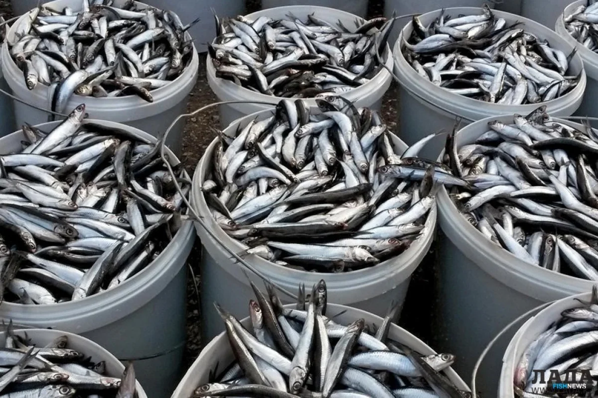 Килька каспийская. Иллюстративное фото из открытых источников