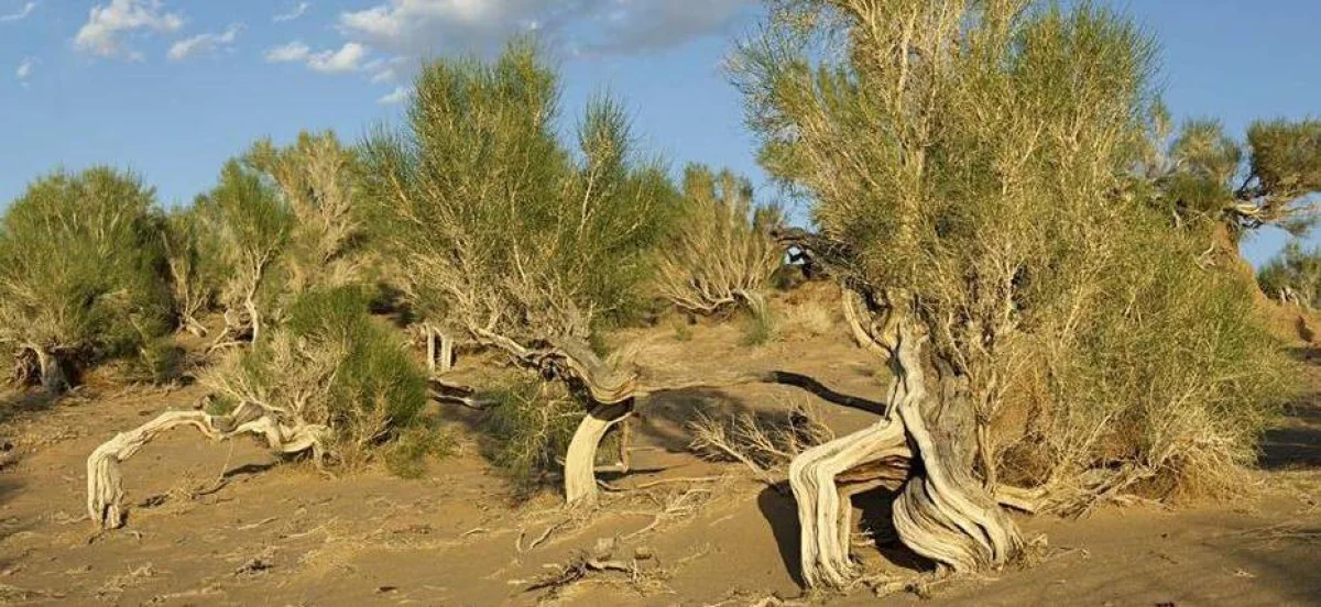 Иллюстративное фото из открытых источников