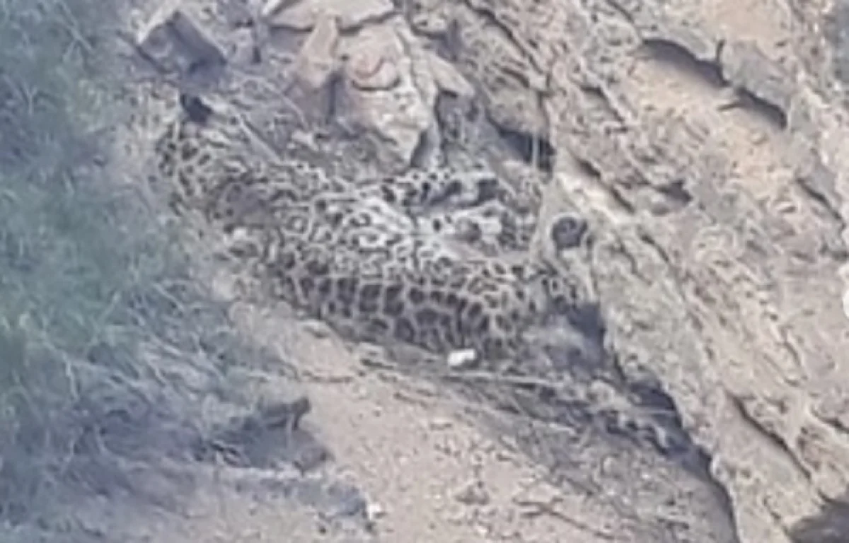 Фото из доступных источников