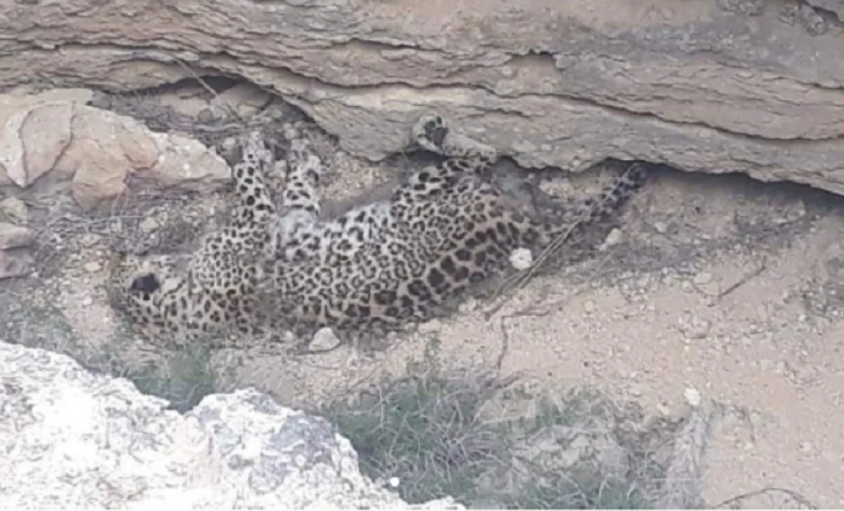 Фото из архива Lada.kz