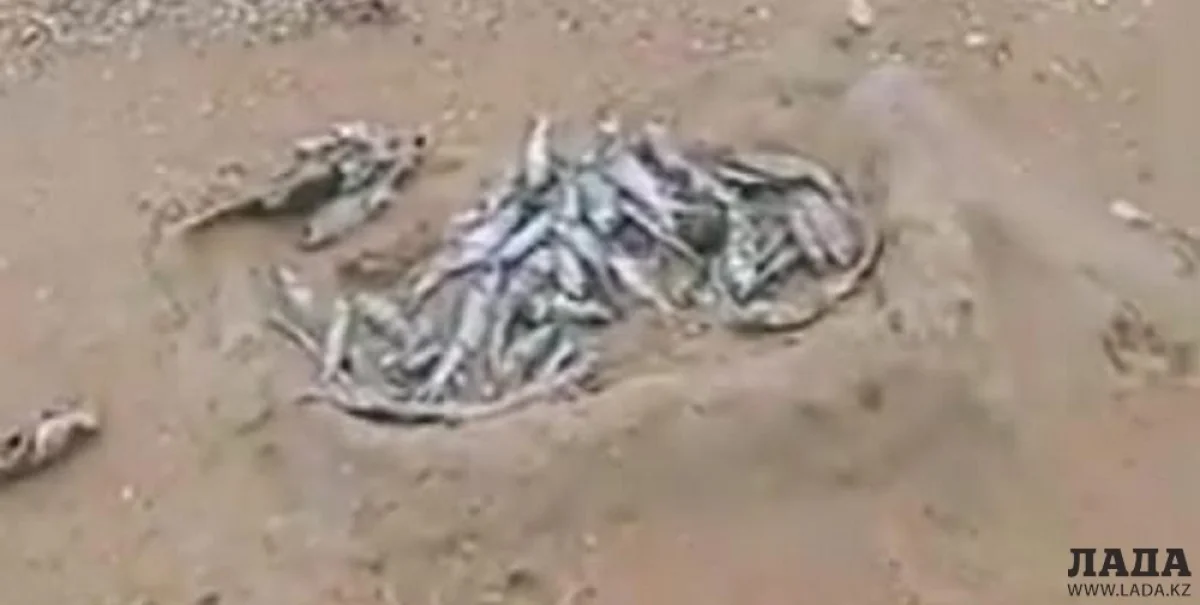 Скриншот видео