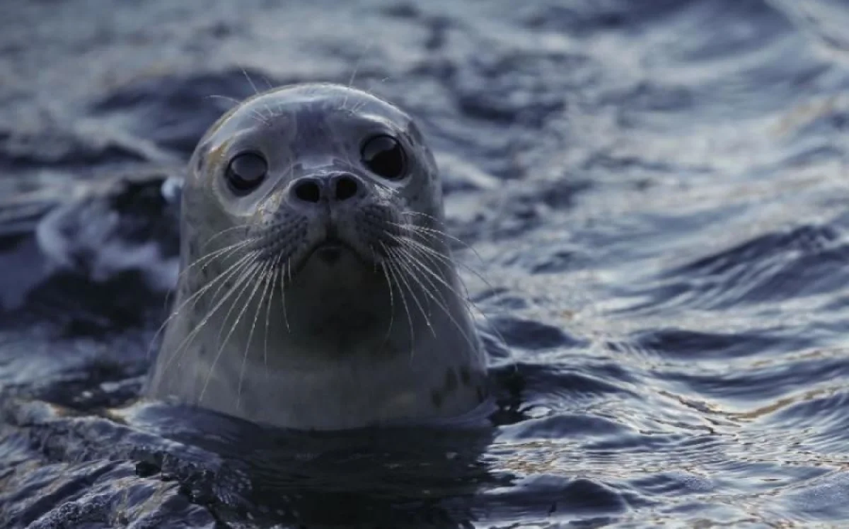 Иллюстративное фото с сайта 24.kz