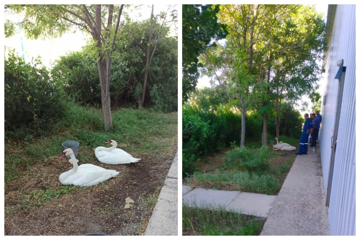 Коллаж из фото Дмитрия Казанцева