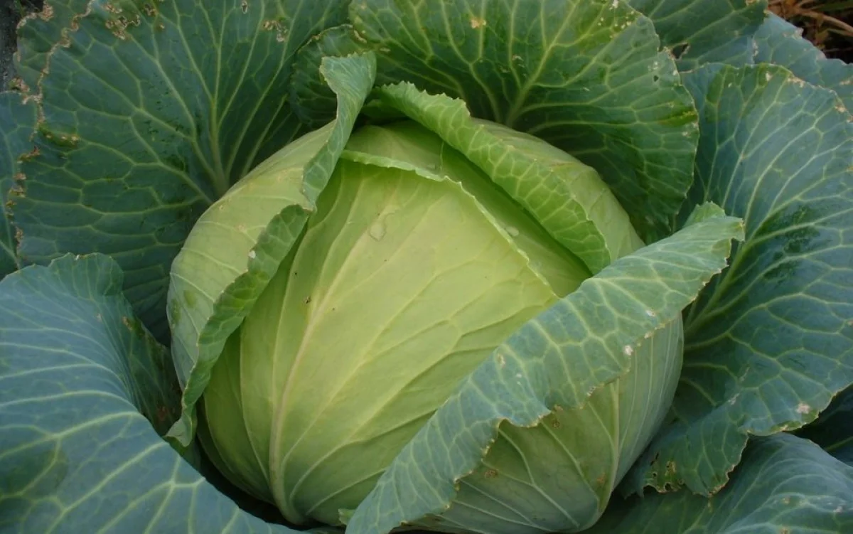 Фото из доступных источников