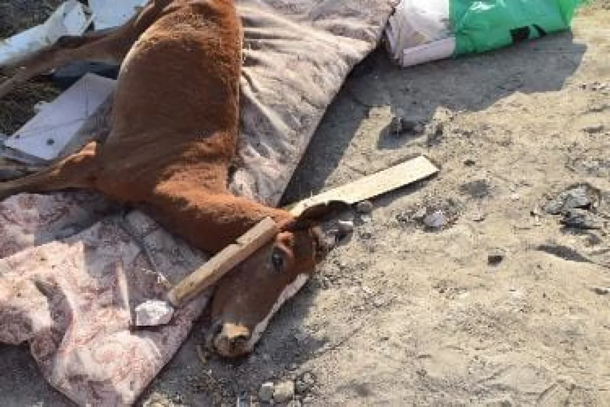 Фото жителей Актау