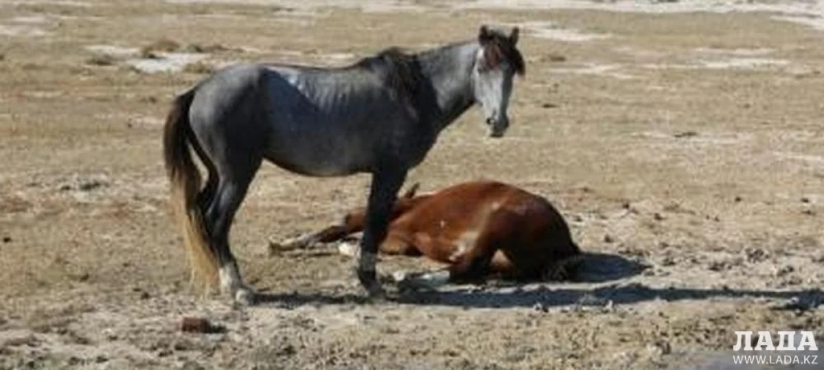 Фото из архива lada.kz