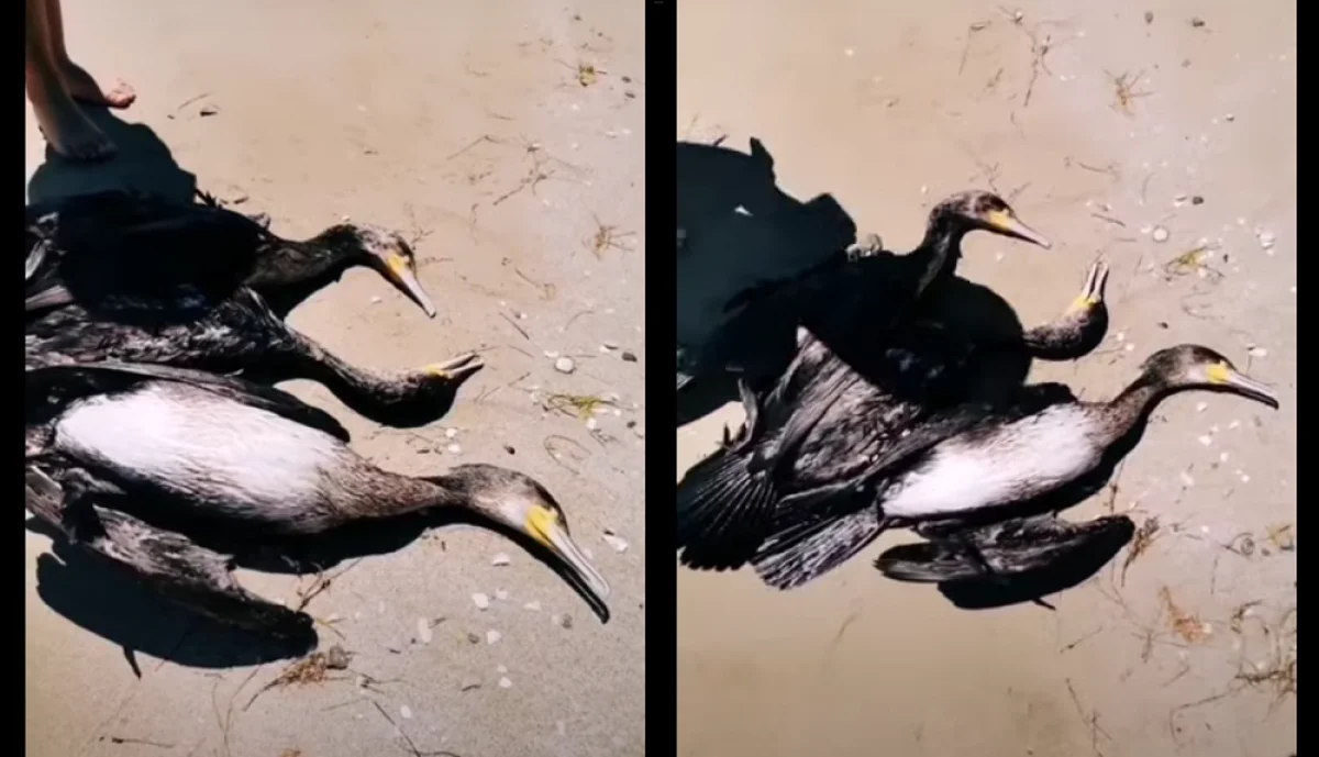 Коллаж из кадров видеоматериала