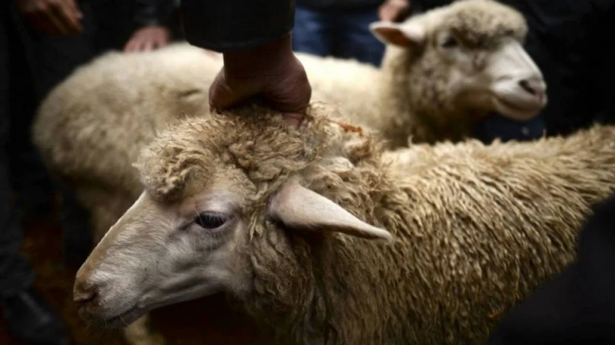 Фото из доступных источников