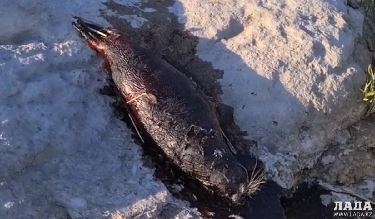 Кадр с видеоролика