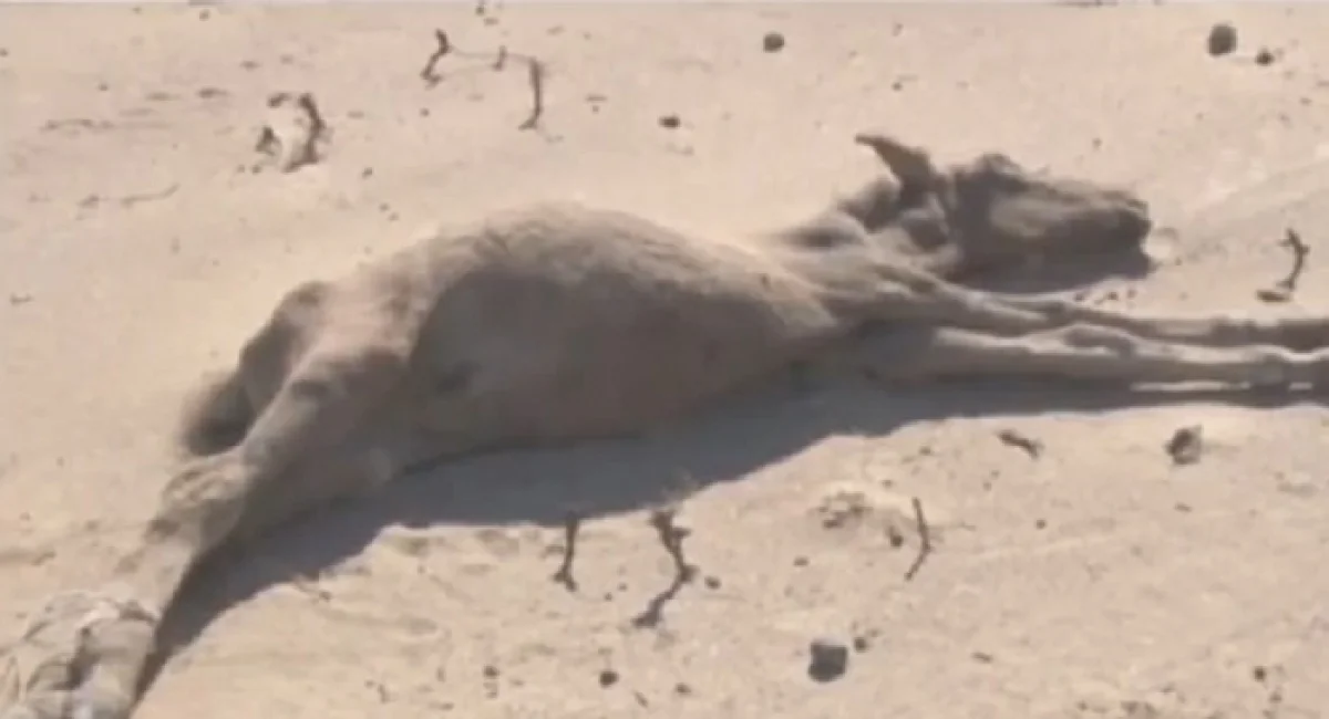 Фото КазТАГ