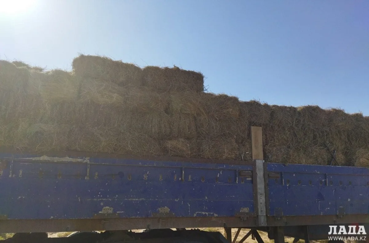 Фото Руслана Умирзакова||news_pic_more|<!--TBegin--><a href="https://www.lada.kz/uploads/posts/2021-08/1628573745_5f4a290c-2509-467d-8923-4f67d3db397c.jpg" onclick="return hs.expand(this)" ><img align="left" src="https://www.lada.kz/uploads/posts/2021-08/thumbs/1628573745_5f4a290c-2509-467d-8923-4f67d3db397c.jpg" alt='Волонтёры в Мангистау собрали деньги для голодающего скота' title='Волонтёры в Мангистау собрали деньги для голодающего скота'  /></a><!--TEnd--><br /><!--TBegin--><a href="https://www.lada.kz/uploads/posts/2021-08/1628573778_86d0b198-34c9-4f31-b35e-ac163c1c338a.jpg" onclick="return hs.expand(this)" ><img align="left" src="https://www.lada.kz/uploads/posts/2021-08/thumbs/1628573778_86d0b198-34c9-4f31-b35e-ac163c1c338a.jpg" alt='Волонтёры в Мангистау собрали деньги для голодающего скота' title='Волонтёры в Мангистау собрали деньги для голодающего скота'  /></a><!--TEnd--><br /><!--TBegin--><a href="https://www.lada.kz/uploads/posts/2021-08/1628573769_89115163-1ec4-44ff-8680-adfb919d9dcf.jpg" onclick="return hs.expand(this)" ><img align="left" src="https://www.lada.kz/uploads/posts/2021-08/thumbs/1628573769_89115163-1ec4-44ff-8680-adfb919d9dcf.jpg" alt='Волонтёры в Мангистау собрали деньги для голодающего скота' title='Волонтёры в Мангистау собрали деньги для голодающего скота'  /></a><!--TEnd--><br /><!--TBegin--><a href="https://www.lada.kz/uploads/posts/2021-08/1628573784_fe3d33b2-0556-4506-8275-58cdd6d7ba53.jpg" onclick="return hs.expand(this)" ><img align="left" src="https://www.lada.kz/uploads/posts/2021-08/thumbs/1628573784_fe3d33b2-0556-4506-8275-58cdd6d7ba53.jpg" alt='Волонтёры в Мангистау собрали деньги для голодающего скота' title='Волонтёры в Мангистау собрали деньги для голодающего скота'  /></a><!--TEnd-->