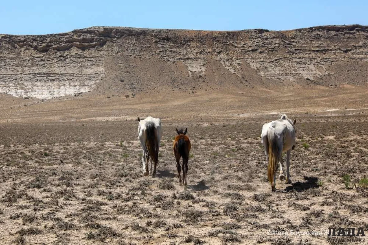 Фото Бауыржана Жумабаева