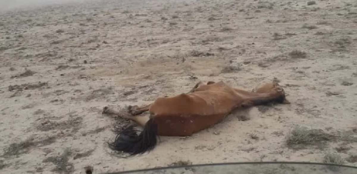 Фото волонтеров||news_pic_more|<!--TBegin--><a href="https://www.lada.kz/uploads/posts/2021-08/1628856907_rpq9dskeznc.jpg" onclick="return hs.expand(this)" ><img align="left" src="https://www.lada.kz/uploads/posts/2021-08/thumbs/1628856907_rpq9dskeznc.jpg" alt='Волонтеры Мангистау опубликовали фото изможденных лошадей в селе Таушык' title='Волонтеры Мангистау опубликовали фото изможденных лошадей в селе Таушык'  /></a><!--TEnd--><br /><!--TBegin--><a href="https://www.lada.kz/uploads/posts/2021-08/1628856970_vqy5kyvfc_o.jpg" onclick="return hs.expand(this)" ><img align="left" src="https://www.lada.kz/uploads/posts/2021-08/thumbs/1628856970_vqy5kyvfc_o.jpg" alt='Волонтеры Мангистау опубликовали фото изможденных лошадей в селе Таушык' title='Волонтеры Мангистау опубликовали фото изможденных лошадей в селе Таушык'  /></a><!--TEnd--><br /><!--TBegin--><a href="https://www.lada.kz/uploads/posts/2021-08/1628856964_xscfbijs73i.jpg" onclick="return hs.expand(this)" ><img align="left" src="https://www.lada.kz/uploads/posts/2021-08/thumbs/1628856964_xscfbijs73i.jpg" alt='Волонтеры Мангистау опубликовали фото изможденных лошадей в селе Таушык' title='Волонтеры Мангистау опубликовали фото изможденных лошадей в селе Таушык'  /></a><!--TEnd--><br /><!--TBegin--><a href="https://www.lada.kz/uploads/posts/2021-08/1628856984_yaeejxncruu.jpg" onclick="return hs.expand(this)" ><img align="left" src="https://www.lada.kz/uploads/posts/2021-08/thumbs/1628856984_yaeejxncruu.jpg" alt='Волонтеры Мангистау опубликовали фото изможденных лошадей в селе Таушык' title='Волонтеры Мангистау опубликовали фото изможденных лошадей в селе Таушык'  /></a><!--TEnd-->