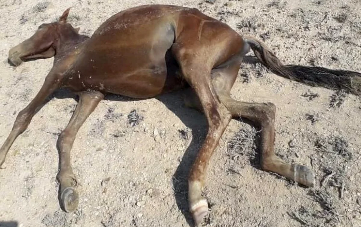 ото со страницы Instagram «Клуб добряков Актау»