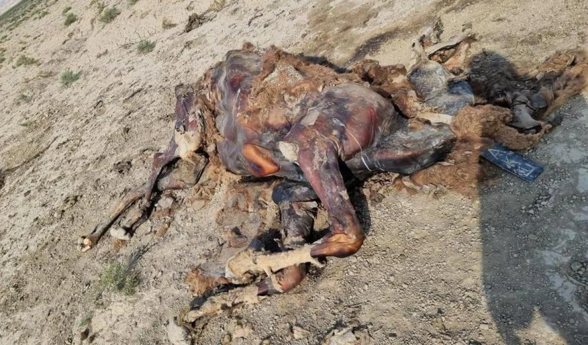 Фото пользователя Lada.kz