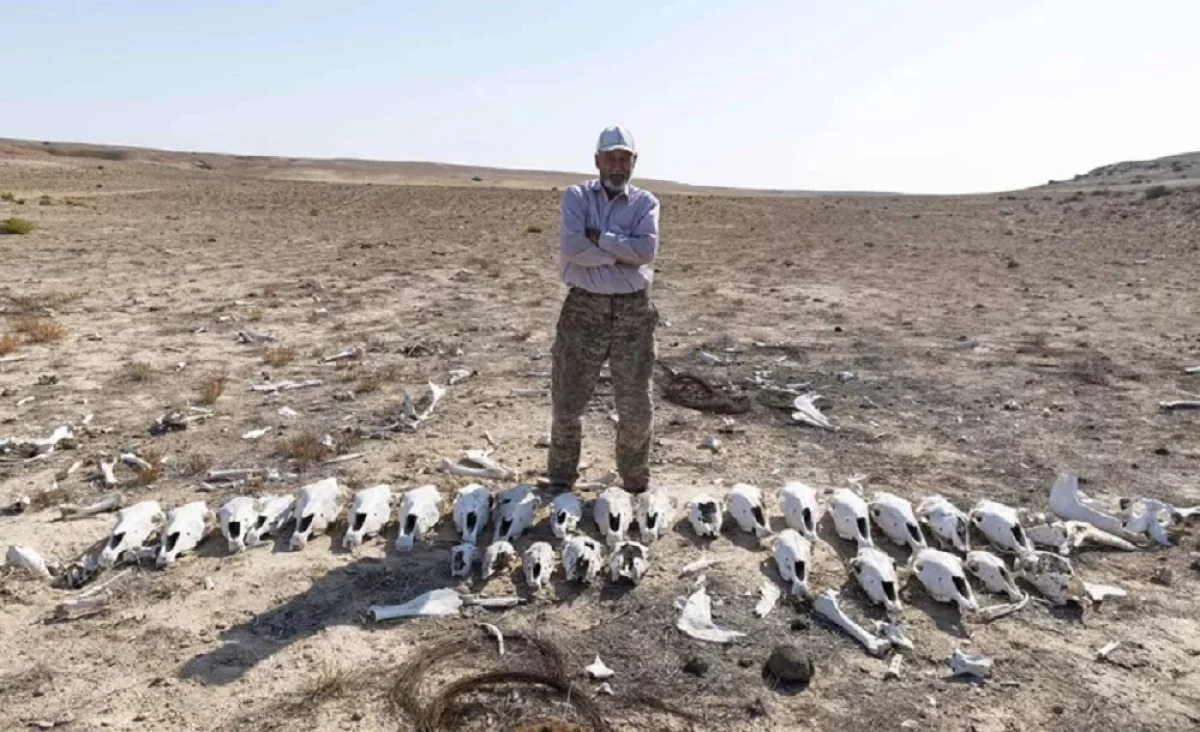 Олжас Кушербаев