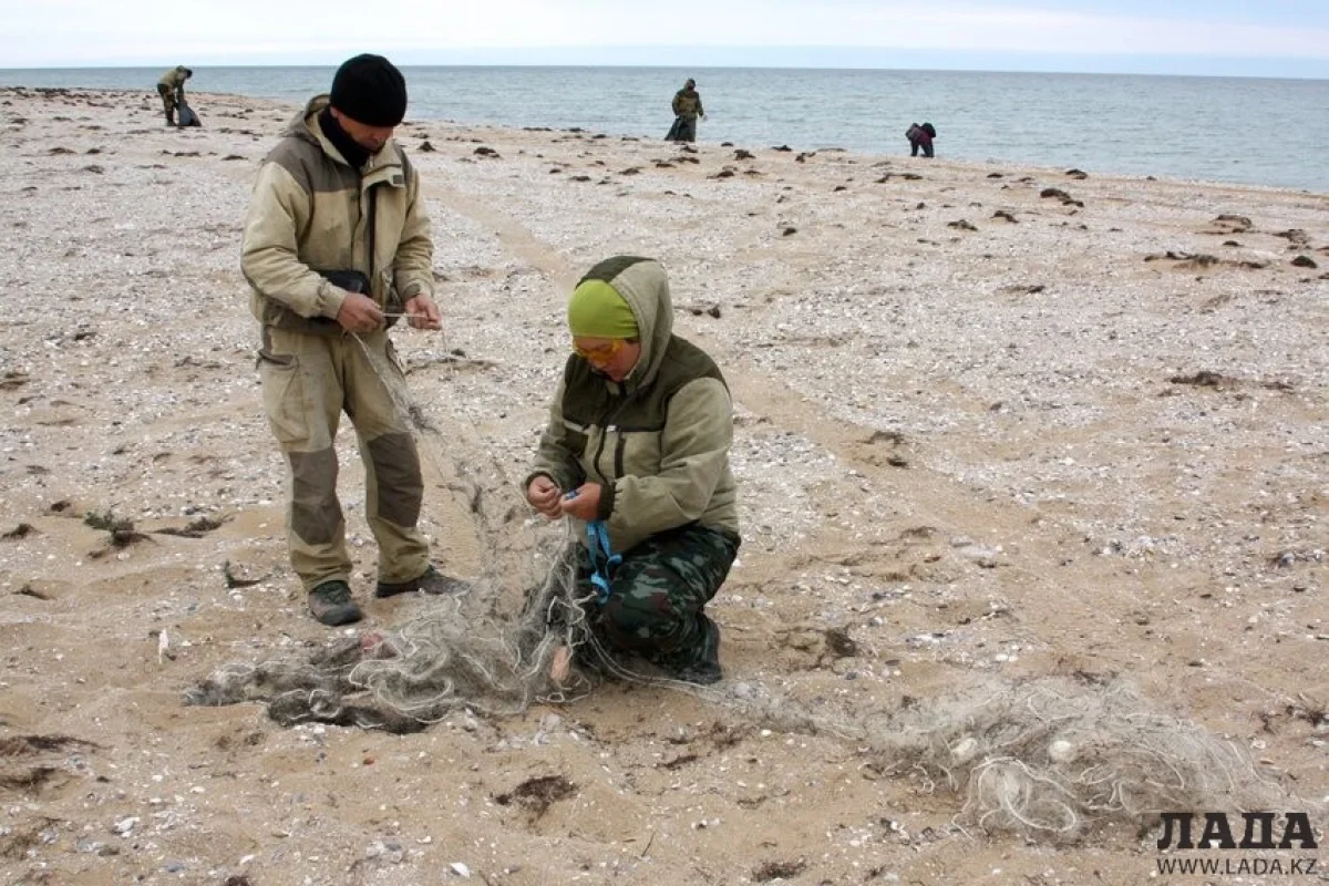 ФОТО предоставлено руководителем экспедиции Тимуром Баймукановым||news_pic_more|<!--TBegin--><a href="https://www.lada.kz/uploads/posts/2021-08/1629883219_tyul-9.jpeg" onclick="return hs.expand(this)" ><img align="left" src="https://www.lada.kz/uploads/posts/2021-08/thumbs/1629883219_tyul-9.jpeg" alt='Тимур Баймуканов: Брошенные в море рыболовные сети и пластик убивают тюленей на Каспии' title='Тимур Баймуканов: Брошенные в море рыболовные сети и пластик убивают тюленей на Каспии'  /></a><!--TEnd--><br /><!--TBegin--><a href="https://www.lada.kz/uploads/posts/2021-08/1629883225_tyul1.jpeg" onclick="return hs.expand(this)" ><img align="left" src="https://www.lada.kz/uploads/posts/2021-08/thumbs/1629883225_tyul1.jpeg" alt='Тимур Баймуканов: Брошенные в море рыболовные сети и пластик убивают тюленей на Каспии' title='Тимур Баймуканов: Брошенные в море рыболовные сети и пластик убивают тюленей на Каспии'  /></a><!--TEnd--><br /><!--TBegin--><a href="https://www.lada.kz/uploads/posts/2021-08/1629883241_tyul4.jpeg" onclick="return hs.expand(this)" ><img align="left" src="https://www.lada.kz/uploads/posts/2021-08/thumbs/1629883241_tyul4.jpeg" alt='Тимур Баймуканов: Брошенные в море рыболовные сети и пластик убивают тюленей на Каспии' title='Тимур Баймуканов: Брошенные в море рыболовные сети и пластик убивают тюленей на Каспии'  /></a><!--TEnd--><br /><!--TBegin--><a href="https://www.lada.kz/uploads/posts/2021-08/1629883269_tyul2.jpeg" onclick="return hs.expand(this)" ><img align="left" src="https://www.lada.kz/uploads/posts/2021-08/thumbs/1629883269_tyul2.jpeg" alt='Тимур Баймуканов: Брошенные в море рыболовные сети и пластик убивают тюленей на Каспии' title='Тимур Баймуканов: Брошенные в море рыболовные сети и пластик убивают тюленей на Каспии'  /></a><!--TEnd--><br /><!--TBegin--><a href="https://www.lada.kz/uploads/posts/2021-08/1629883378_tyul5.jpeg" onclick="return hs.expand(this)" ><img align="left" src="https://www.lada.kz/uploads/posts/2021-08/thumbs/1629883378_tyul5.jpeg" alt='Тимур Баймуканов: Брошенные в море рыболовные сети и пластик убивают тюленей на Каспии' title='Тимур Баймуканов: Брошенные в море рыболовные сети и пластик убивают тюленей на Каспии'  /></a><!--TEnd--><br /><!--TBegin--><a href="https://www.lada.kz/uploads/posts/2021-08/1629883364_tyul6.jpeg" onclick="return hs.expand(this)" ><img align="left" src="https://www.lada.kz/uploads/posts/2021-08/thumbs/1629883364_tyul6.jpeg" alt='Тимур Баймуканов: Брошенные в море рыболовные сети и пластик убивают тюленей на Каспии' title='Тимур Баймуканов: Брошенные в море рыболовные сети и пластик убивают тюленей на Каспии'  /></a><!--TEnd-->