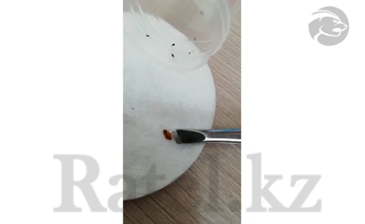 Фото с сайта Ratel.kz.