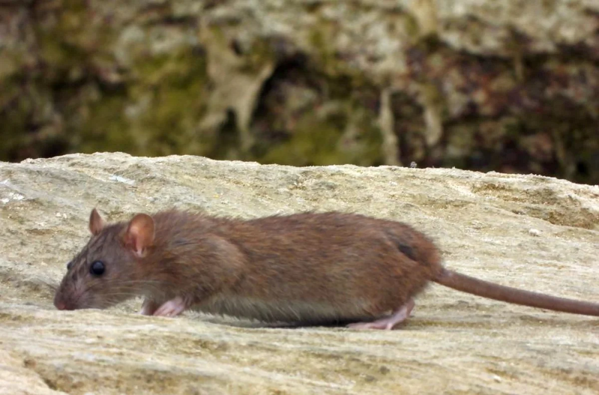 Фото местного жителя Альберта