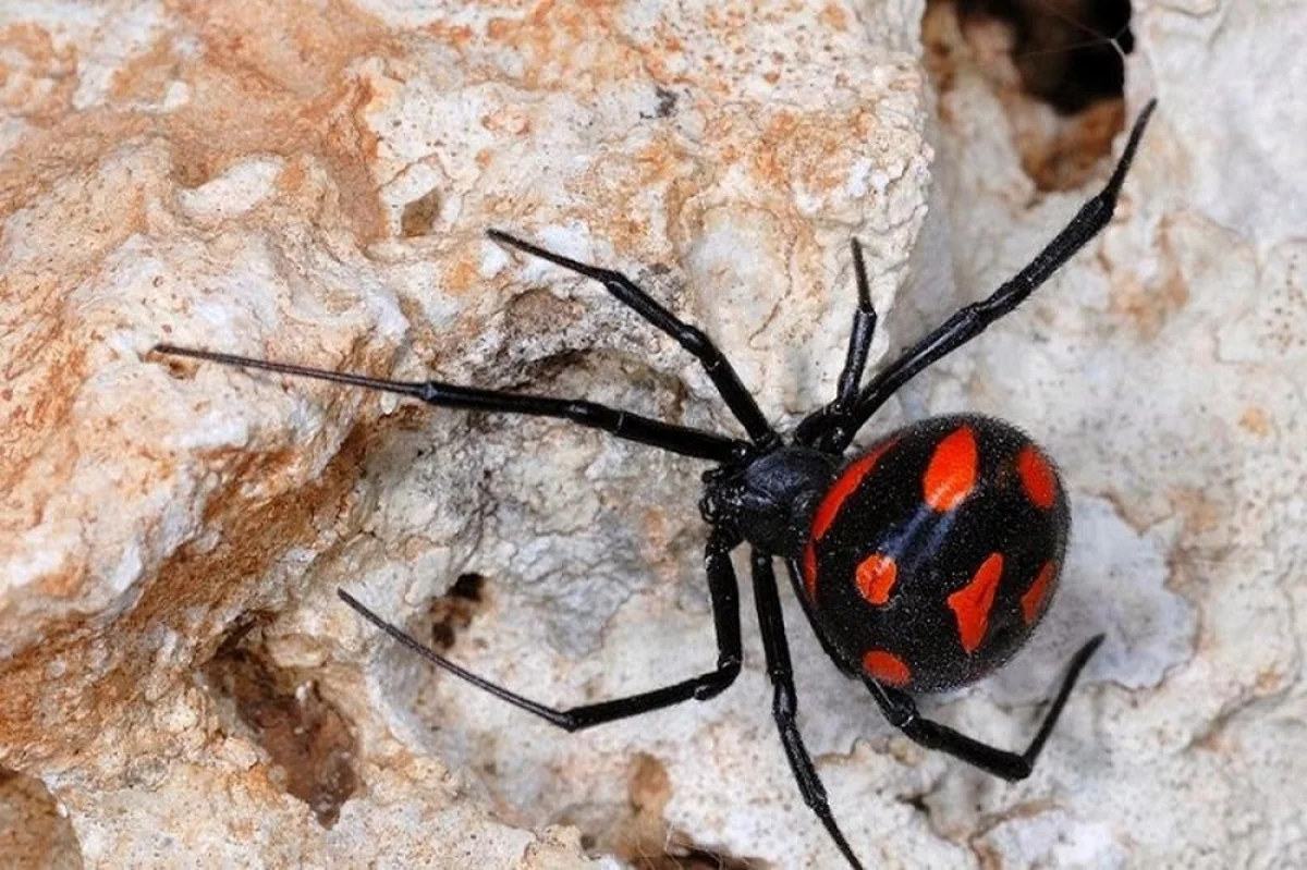 Фото из доступных источников