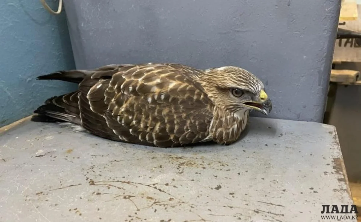 Фото взято на странице в соцсети К. Миримова