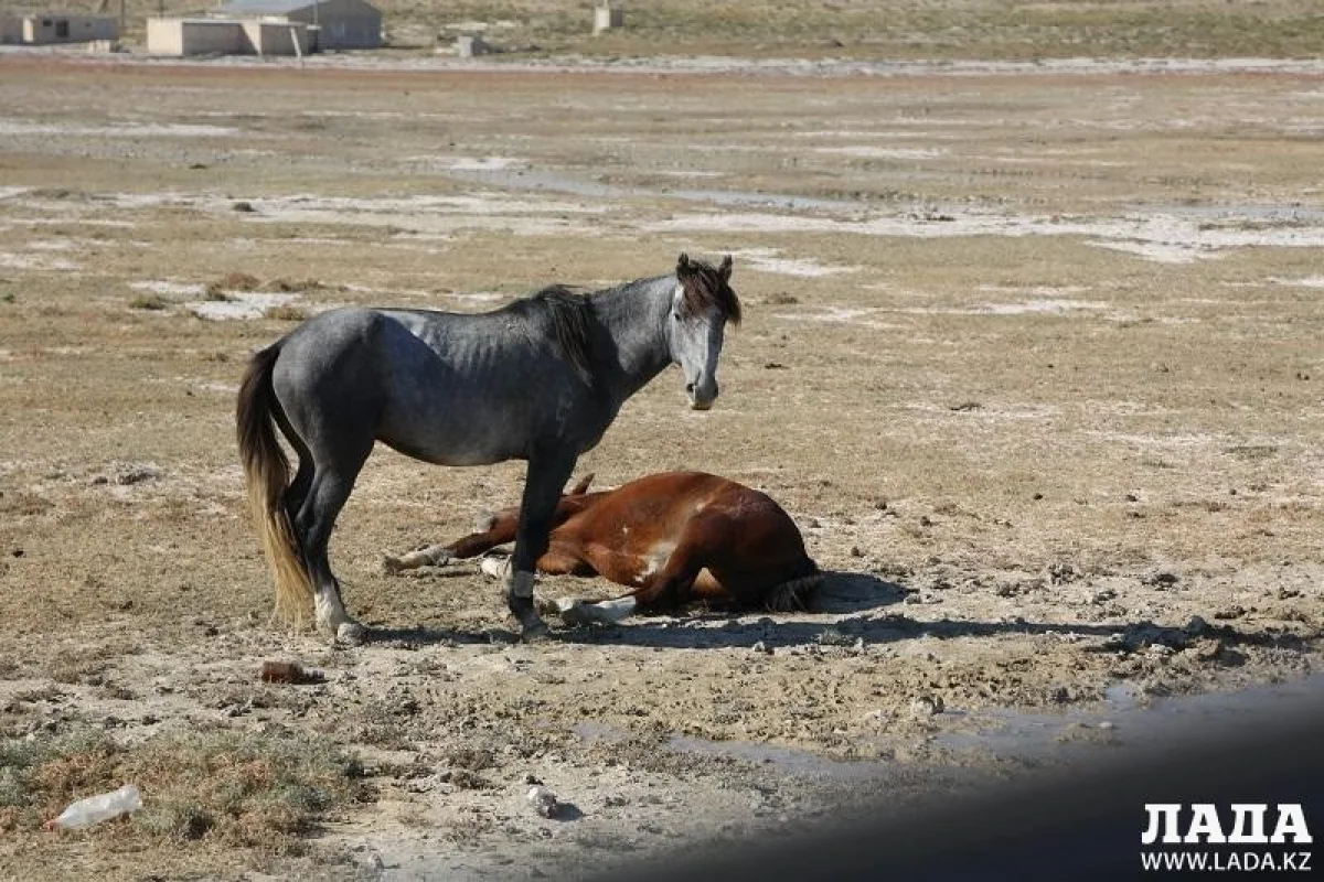 Фото из архива lada.kz