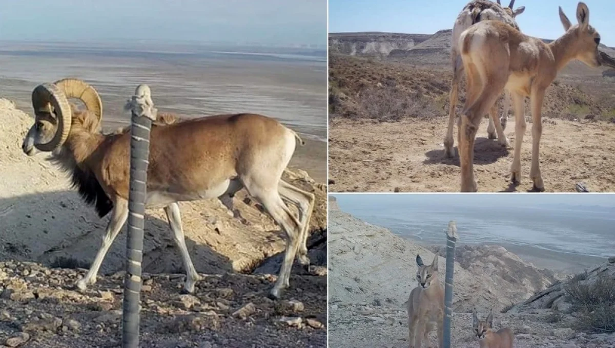 Снимки из фотоловушек в Устюртском государственном природном заповеднике