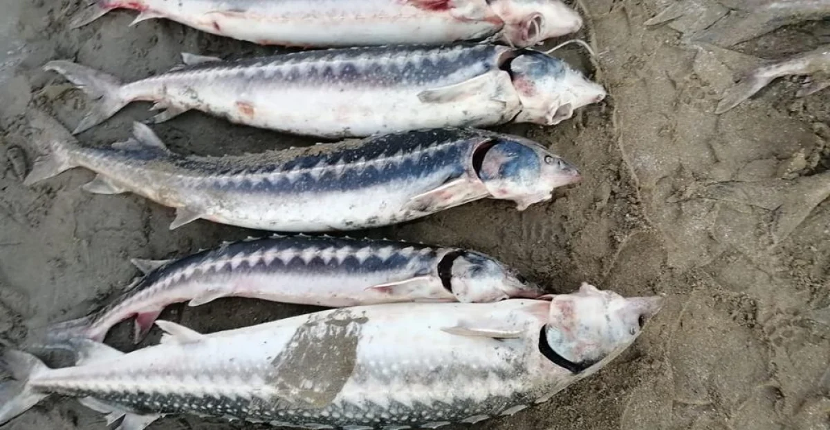 Конфисоканная рыба. Фото предоставлено Е.Кайбуллиным