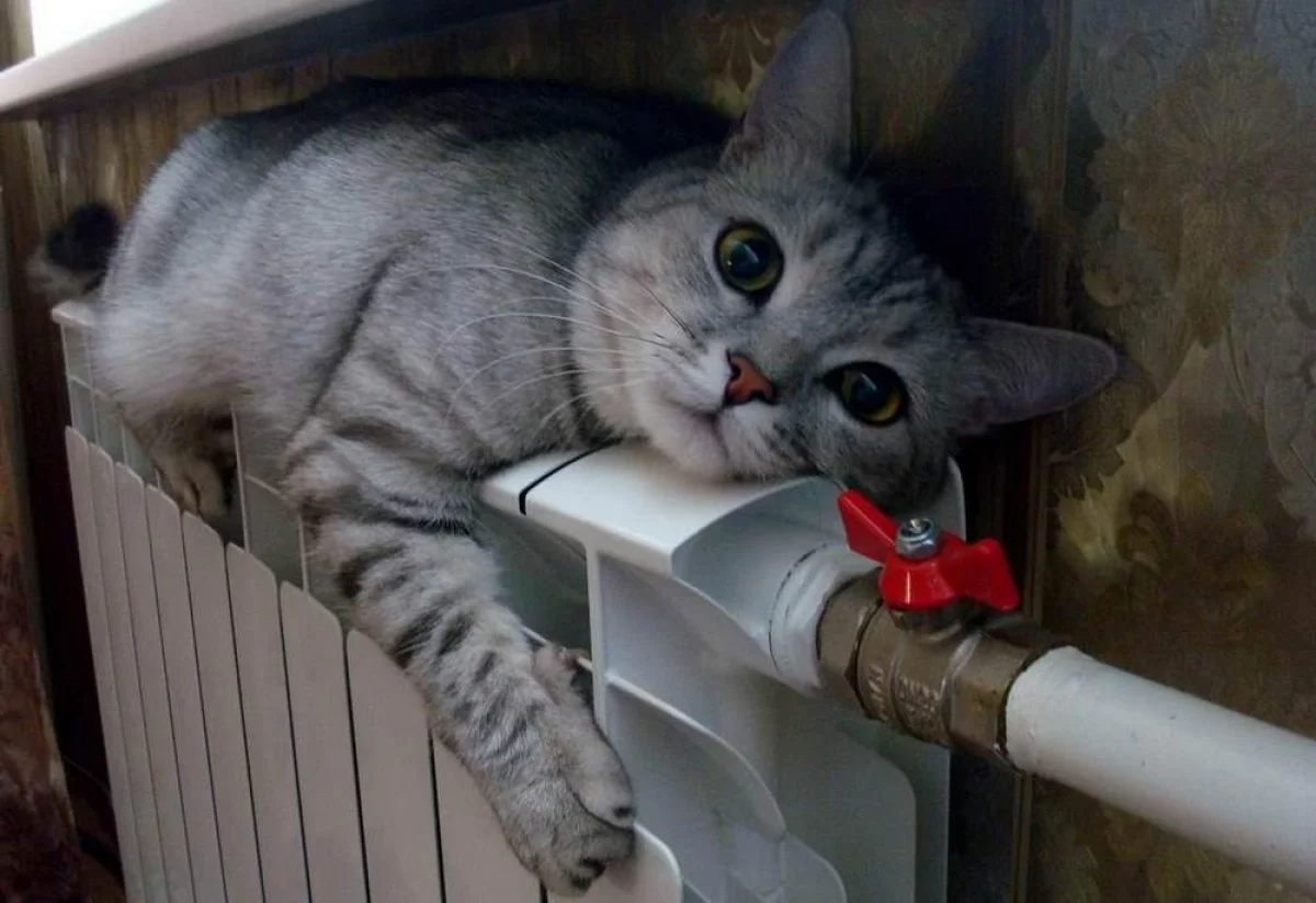 Фото из доступных источников