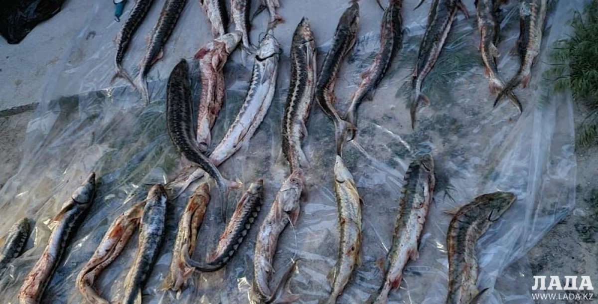 Фото пресс-службы ДП Мангистауской области||news_pic_more|<!--TBegin--><a href="https://www.lada.kz/uploads/posts/2021-10/1634887654_whatsapp-image-2021-10-22-at-12.17.12.jpeg" onclick="return hs.expand(this)" ><img align="left" src="https://www.lada.kz/uploads/posts/2021-10/thumbs/1634887654_whatsapp-image-2021-10-22-at-12.17.12.jpeg" alt='Больше 400 килограммов рыбы осетровых пород обнаружено у жителей Мангистау' title='Больше 400 килограммов рыбы осетровых пород обнаружено у жителей Мангистау'  /></a><!--TEnd--><br /><!--TBegin--><a href="https://www.lada.kz/uploads/posts/2021-10/1634889151_11f5e75e-e78f-44fe-9772-b9edaee86d8c.jpg" onclick="return hs.expand(this)" ><img align="left" src="https://www.lada.kz/uploads/posts/2021-10/thumbs/1634889151_11f5e75e-e78f-44fe-9772-b9edaee86d8c.jpg" alt='Больше 400 килограммов рыбы осетровых пород обнаружено у жителей Мангистау' title='Больше 400 килограммов рыбы осетровых пород обнаружено у жителей Мангистау'  /></a><!--TEnd--><br /><!--TBegin--><a href="https://www.lada.kz/uploads/posts/2021-10/1634889084_306eabd4-5520-4c85-a650-f8df8eede987.jpg" onclick="return hs.expand(this)" ><img align="left" src="https://www.lada.kz/uploads/posts/2021-10/thumbs/1634889084_306eabd4-5520-4c85-a650-f8df8eede987.jpg" alt='Больше 400 килограммов рыбы осетровых пород обнаружено у жителей Мангистау' title='Больше 400 килограммов рыбы осетровых пород обнаружено у жителей Мангистау'  /></a><!--TEnd-->