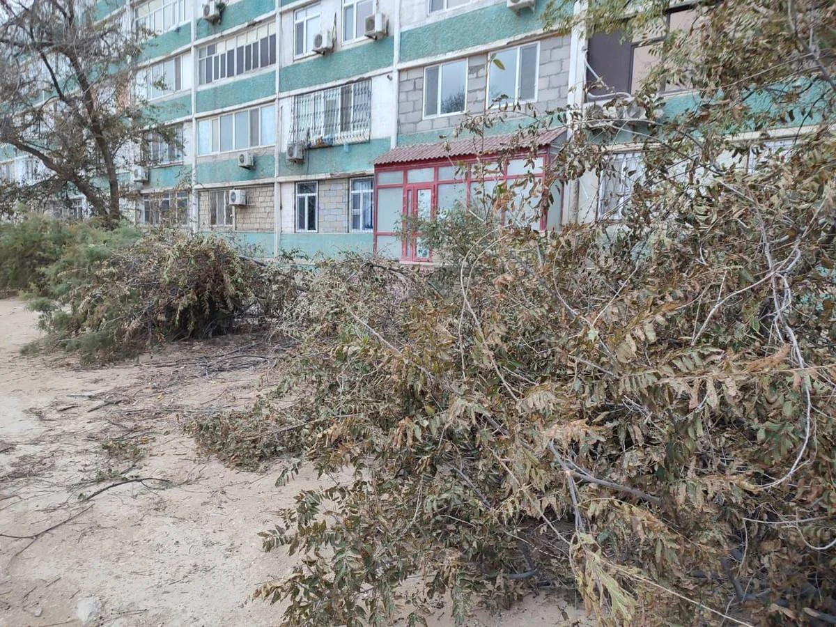 Вырубленные деревья