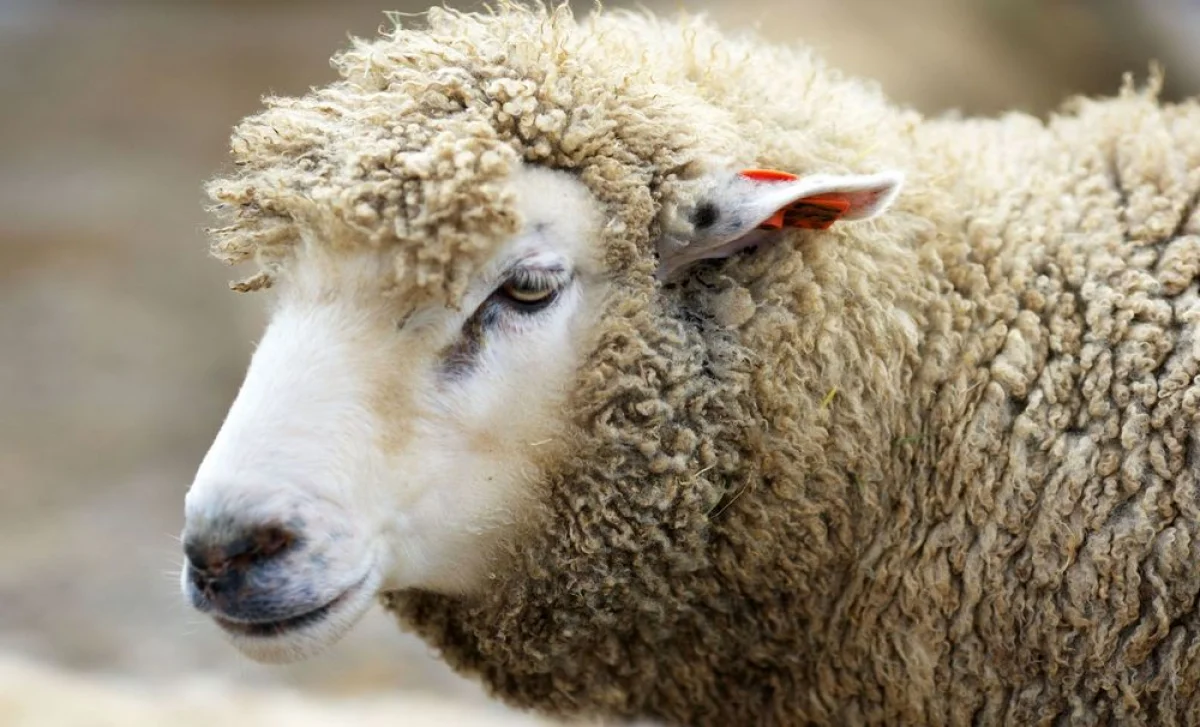 Фото из доступных источников