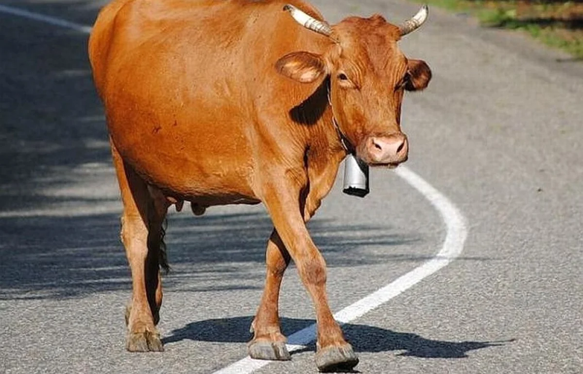 Фото из доступных источников