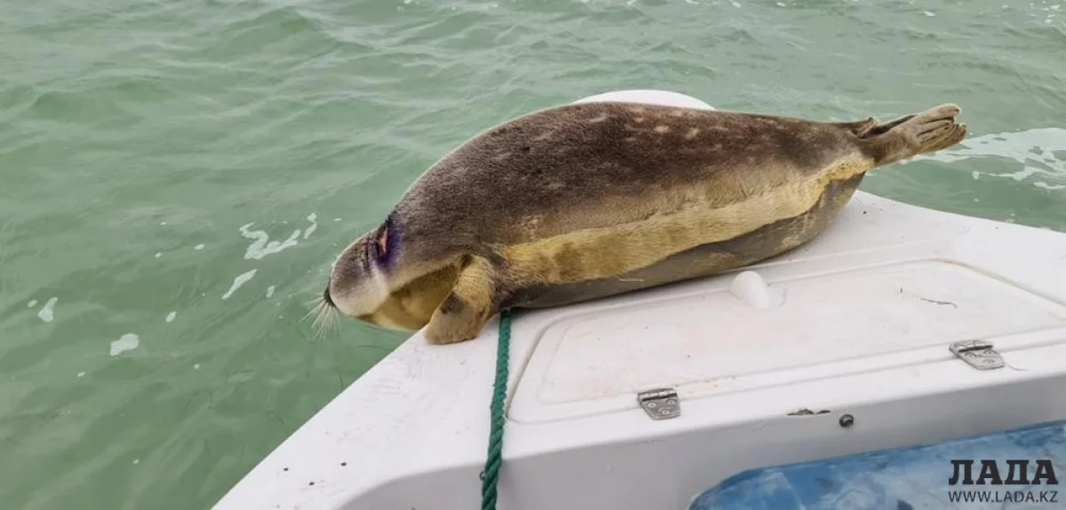 Фото из архива Lada.kz