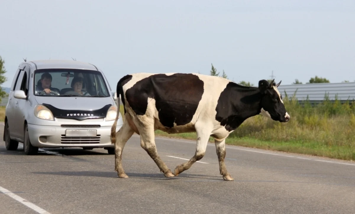 Иллюстративное фото