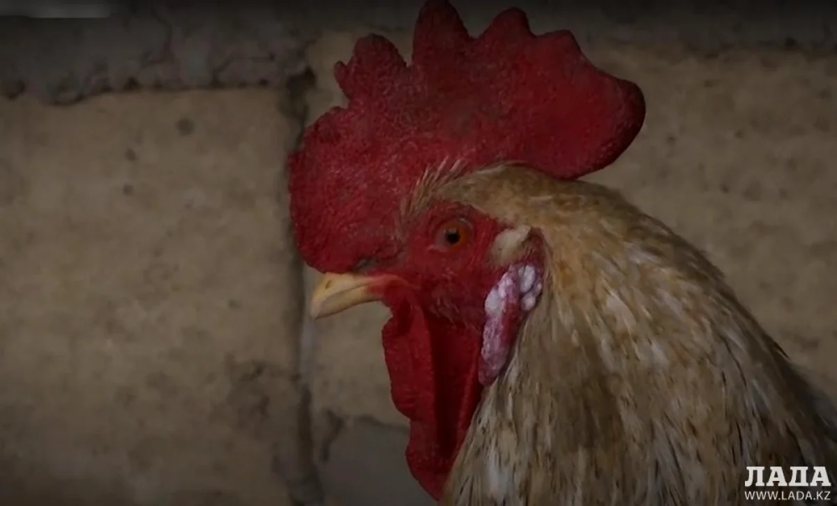 Фото Рашида Исмагилова