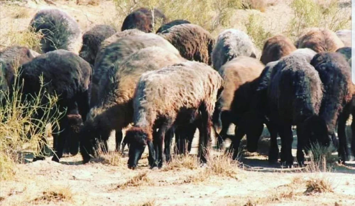 Фото из доступных источников