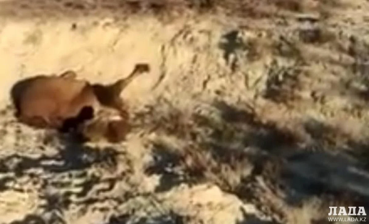 Скрин видео