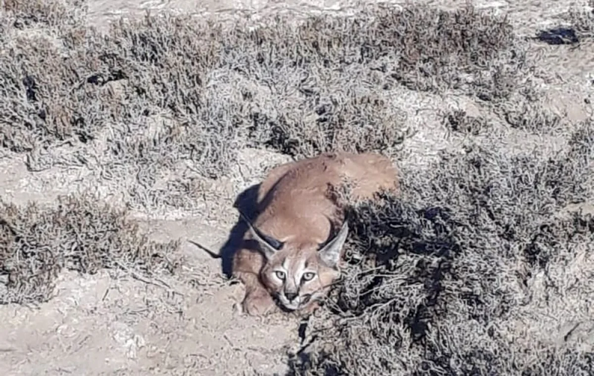 Фото предоставили в государственном региональном природном парке «Кызылсай»