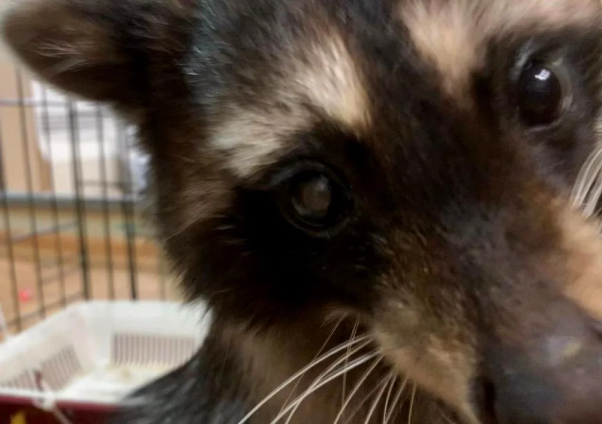 Енот по кличке Стич (Стича). Фото предоставила хозяйка питомца