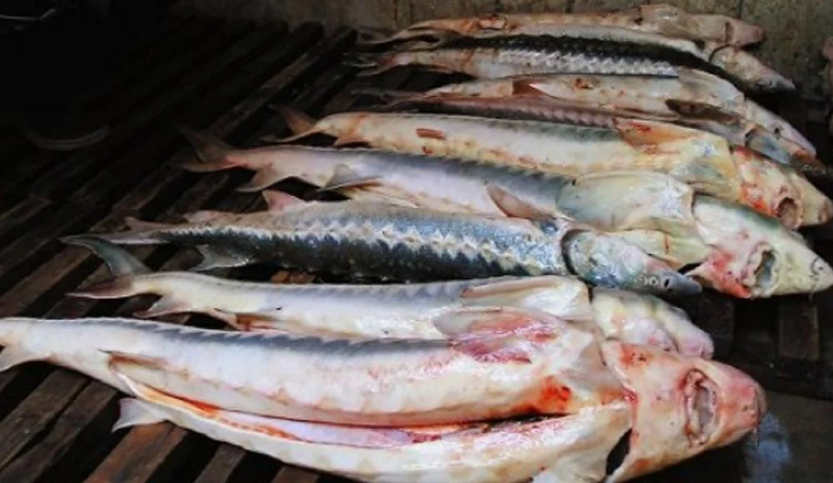 Фото из доступных источников