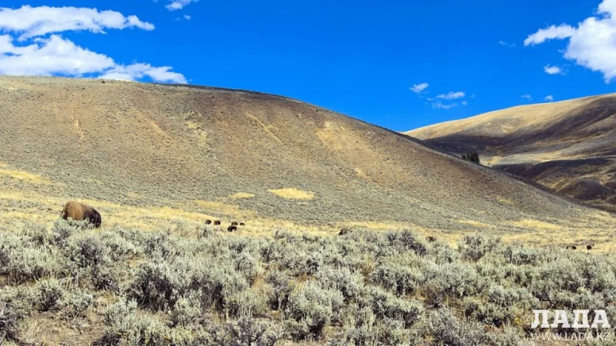 Фото из открытых источников