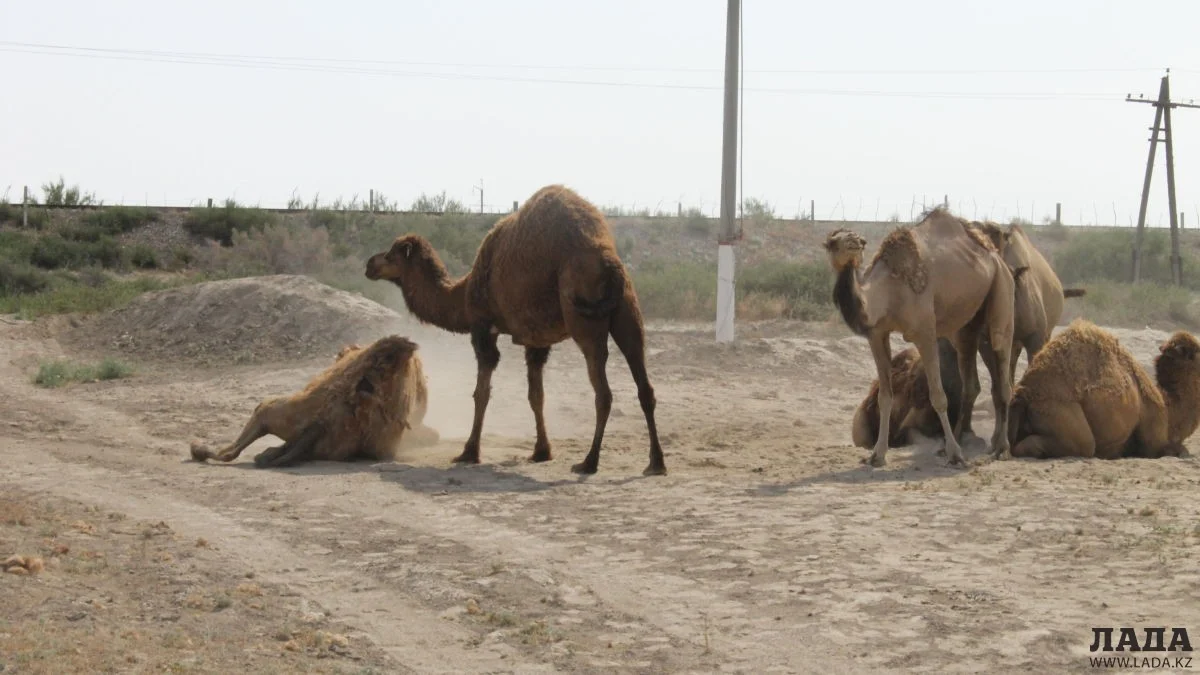 Фото из архива Lada.kz