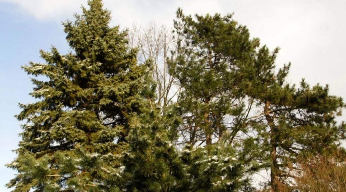 Иллюстративное фото