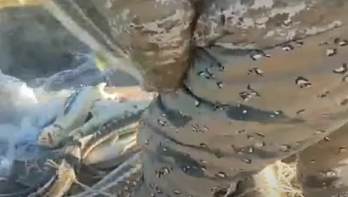 Кадр с видеоролика