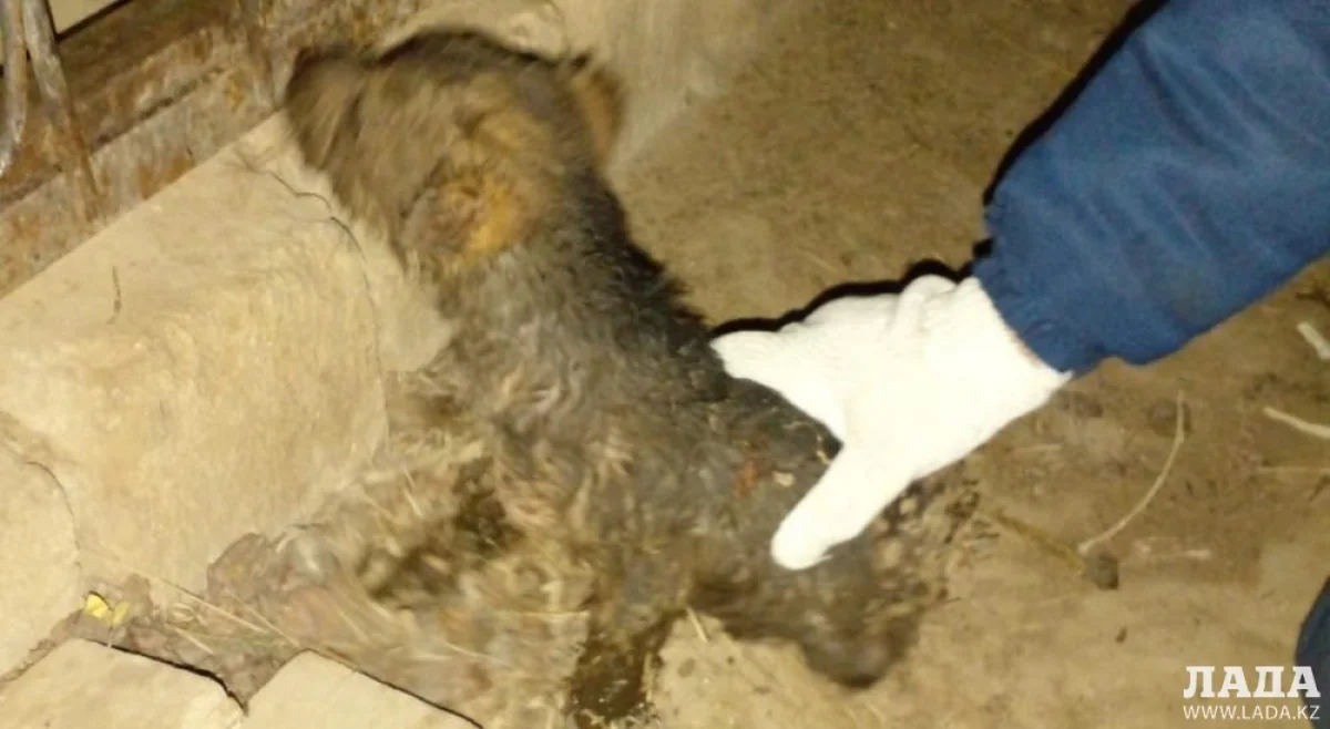 Фото ДЧС Мангистауской области