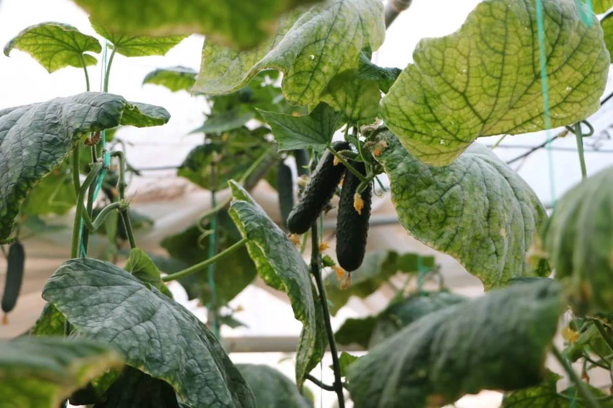 Фото пресс-службы акимата