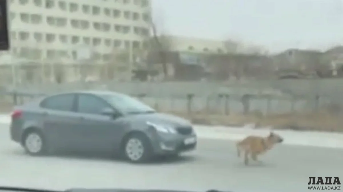 Скрин видео